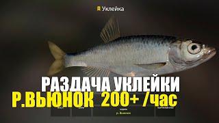 Раздача трофейной уклейки на Вьюнке! РР4, фарм для новичка, 200+ в час!