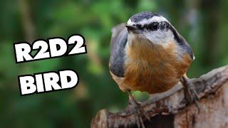 The Most Adorable Red-breasted Nuthatch Sounds Ever | Lentil's Chatty Cuteness