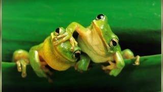 Macklemore type beat - Annoyingfrogs