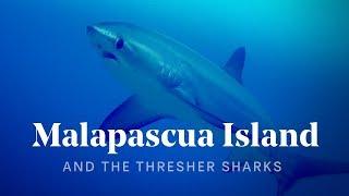 OUR CLOSE ENCOUNTER WITH THRESHER SHARKS ON MALAPASCUA 