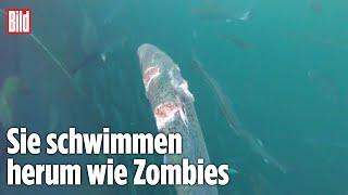 Undercover-Video von Lachs-Farm zeigt schockierenden Zustand der Fische