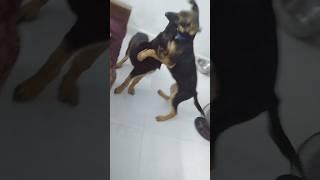 Azeri trending beat #viral #dance #reels #trending @Qara07 #song #dubai #love #shortvideo #shorts