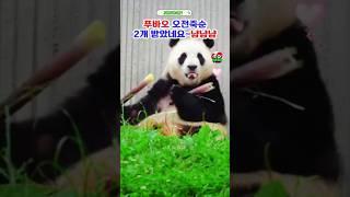 푸바오 죽순2개 사이즈가 좀 아쉽네 #푸바오실시간 #푸바오근황 #판다월드 #에버랜드 #아이바오 #러바오 #루이바오 #후이바오 #강바오 #송바오
