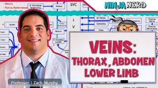 Circulatory System | Veins of the Thorax, Abdomen & Lower Limbs | Flow Chart