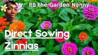 How to Direct Sow (put seeds right into the ground) Zinnias