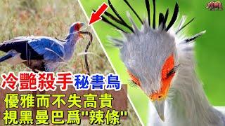 冷艷殺手“秘書鳥”：非洲最高貴的神鳥，毒蛇當辣條吃，無聊時拿毒蛇當玩具！#牛哥说高能动物