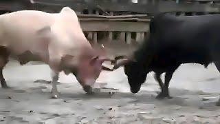 ขาวหินหงษ์ vs ดุกด้างแสนเชิง(ขอนแก่น)