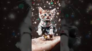 Dance cat.  Capcut template.  Subscribe etc.  #cat