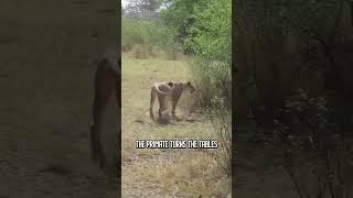 lion vs. baboon #wildlife