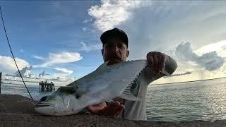 Multi Species Adventure in Darwin Urban Harbour Area