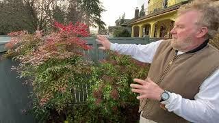 How to Prune Japanese Ornamental Heavenly Bamboo Trees - Seattle Arborist Chip Kennaugh