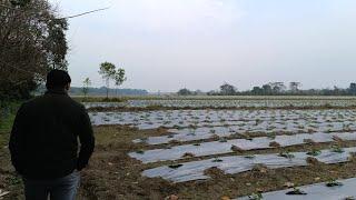 Large Watermelon Farm Rowta Tara juli Gaon || Second Vlog || Lakhan Weekly