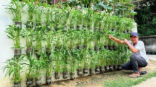 This Is How I Grow Fresh Green Vegetables Using Plastic Bottles And Small Spaces!