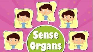 Human Sense Organs | #aumsum #kids #science #education #children