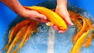 SELECTING MY YELLOW KOI,DETAIL YAMABUKI QUALITY EVALUATION,NATURAL BREEDING SORTING SELLINGSELECTION