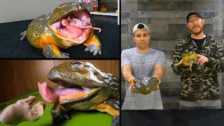 Coolest pet frog? FEEDING OUR GIANT AFRICAN BULLFROGS!!!