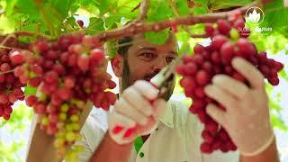 إنتاج العنب في إمارة أبو ظبي   Grape production in the Emirate of Abu Dhabi