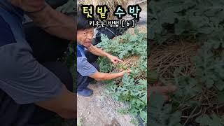 텃밭 수박 농사 [ 6 ] 이렇게 하세요