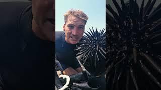 Solo Survival Challenge Eating Live Sea Urchin