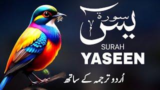 Surah Yaseen with Urdu Translation Episode 05033 | Surah Yaseen Urdu Tarjuma