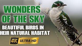 Wonders of the Sky: Beautiful Birds in Their Natural Habitat"