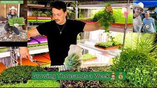 Growing 7 Day Salads: Harvest Microgreens for Profit Delivering Microgreens to Food Truck