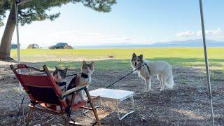 犬猫と絶景キャンプ️琵琶湖のほとりの格安キャンプ場でのんびり過ごす旅。