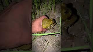 Frog laughs when caught | funny jumping frog | funny flying frog | Tep longheng funny | FUNNY FROG