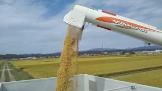 刈り取ったお米をコンバインから排出　Rice harvester  rice discharge