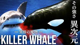 【頂点】ホホジロザメは雑魚…シャチが海の絶対王者である４つの理由！