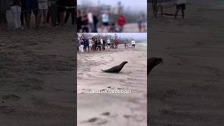 Морские котики на свободе! #истории #история #новости #новость #добрыеновости