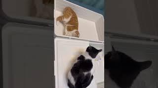 The war between the two cats is about to start