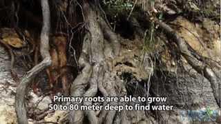 Make perfect vertically downwards growing primary root system to reforest deserts and rocks