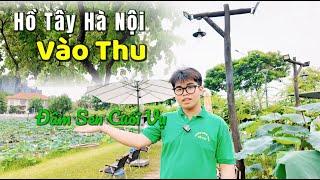 Vẻ Đẹp Vào Thu Không Gian Ven Hồ Tây Hà Nội - Ghé Đầm Sen Cuối Vụ Xem Có Gì ??? | Tuấn Nguyễn Csqt