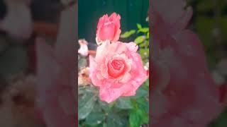 #дачнаяжизнь #розы #садоводничество #цветы #огороднаподоконнике #дачанаюге #обзордачи #розарий #сад