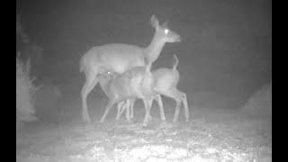 TrailCam Digest - July -  2023