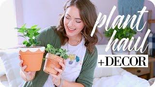 PLANT HAUL + DECOR AND DIY | Michele Rose