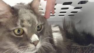 Pippin the cat vs. laundry basket 2