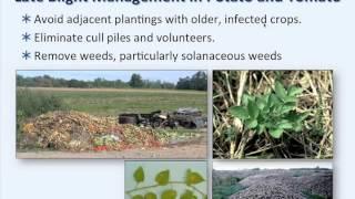 Late Blight of Tomato and Potato Webinar