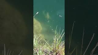 Miami Canal Butterfly Peacock Bass give chase to orange cichlid #miami #peacock #canal