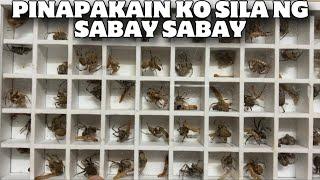 100 PCS NA GAGAMBA PINAKAIN KO NG SABAY SABAY