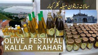 Kallar Kahar Olive oil festival 2023 //olive oil benefits