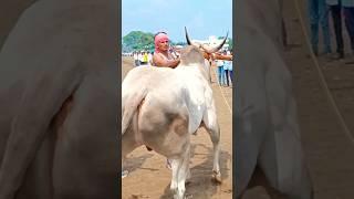 कसा आहे नांद खुळा बैल । sajan #shankarpat  #shorts#viral #trending #like #race#ox#bull#subscribe