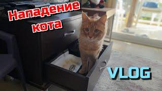 VLOG: Нападение кота | Жизнь на Северном Кипре #северныйкипр #лайфстайлблог