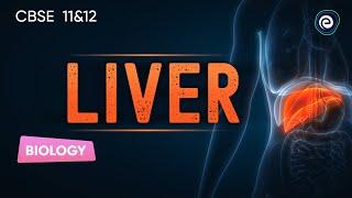 Liver | Biology | CBSE Class 11&12 | Embibe: Achieve Class 11&12