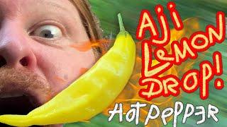 Aji Lemon Drop Review and First Impressions #hotpepper #Spicy #PepperReview #spicyfood