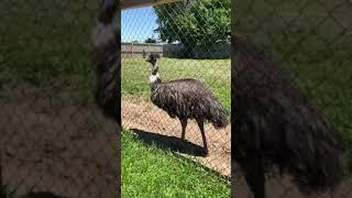 Emu @ Summerfield Zoo