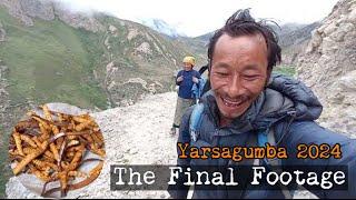 Yarsagumba Memories  || The Final Yarsagumba Footages 2024