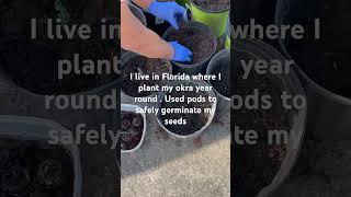 #seeding #okrasoup #gardeningtips