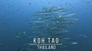 Diving in Koh Tao Thailand